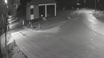 DEHŞET GÖRÜNTÜLERİ! Aç Kurtlar Mahalleye İndi, Sokak Ortasında Eşeğe Saldırıp Parçaladılar!