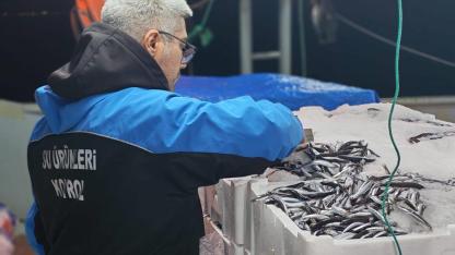 GELİBOLU'DA KAÇAK AV ŞOKU! Avlanması Yasak 45 KG Vatoz Ele Geçirildi: 37 BİN 770 TL Ceza Kesildi