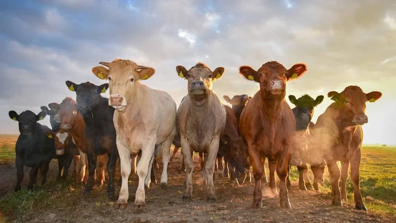 Hayvancılık Sektörü Dikkat! İthalat Kurallarında Güncelleme Yapıldı: İşte Yeni Detaylar
