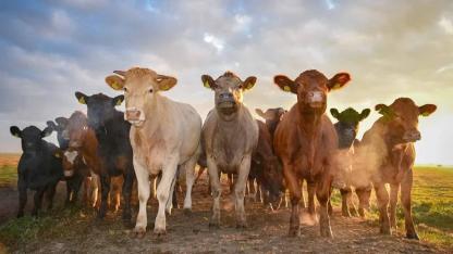 Hayvancılık Sektörü Dikkat! İthalat Kurallarında Güncelleme Yapıldı: İşte Yeni Detaylar