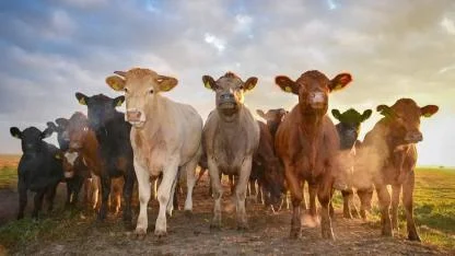 Hayvancılık Sektörü Dikkat! İthalat Kurallarında Güncelleme Yapıldı: İşte Yeni Detaylar