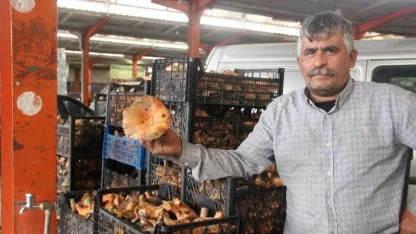 Kaz Dağları'ndan Köylüye Altın Değerinde Hediye! Kilosu 100 TL'ye Çıkan "Çam Melkisi" Gelir Kapısı Oldu!