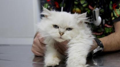 Kedide dünyada görülmemiş anomali: Başarılı operasyonla sağlığına kavuştu