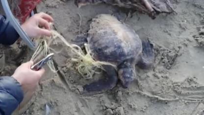 Misinaya dolanan caretta carettanın imdadına vatandaşlar yetişti