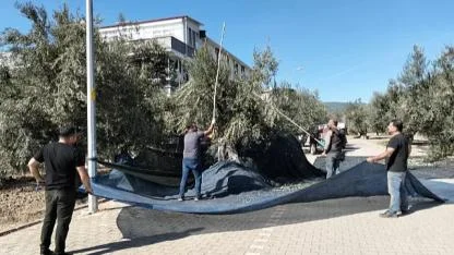 Küçükkuyu Belediyesi zeytinlik mahsulünü açık ihale ile satıyor