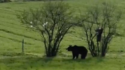 Çanakkale'de köy yoluna inen ayı cep telefonu kamerasına yansıdı