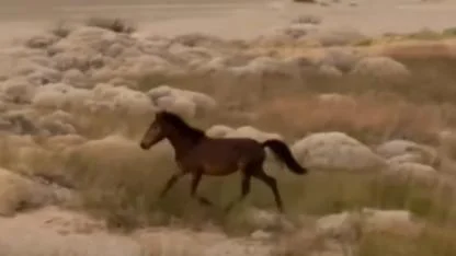Gökçeada'nın Özgür Ruhu Yılkı Atları