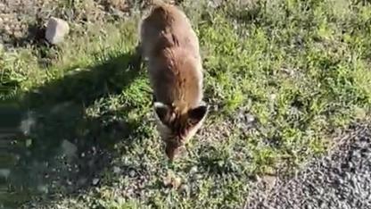 Tarihi Alan'da insanlara alışan tilki bölgenin maskotu oldu