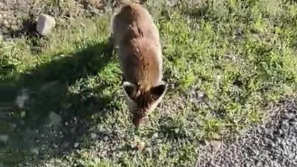 Tarihi Alan'da insanlara alışan tilki bölgenin maskotu oldu