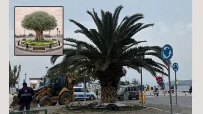 Çanakkale’nin yeni sembolü palmiye mi oldu? Çanakkale'de peyzaj tercihine kimlik ve aidiyet tartışması