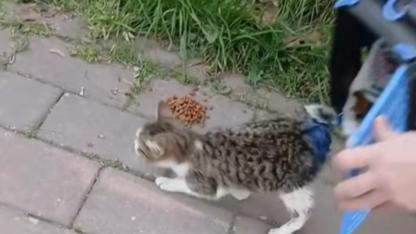 Çanakkale Belediyesi'nden yaralı kediye şefkat eli