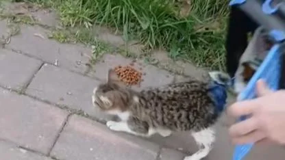 Çanakkale Belediyesi'nden yaralı kediye şefkat eli