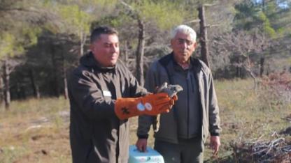 Çanakkale'de tedavisi tamamlanan atmaca doğaya salındı