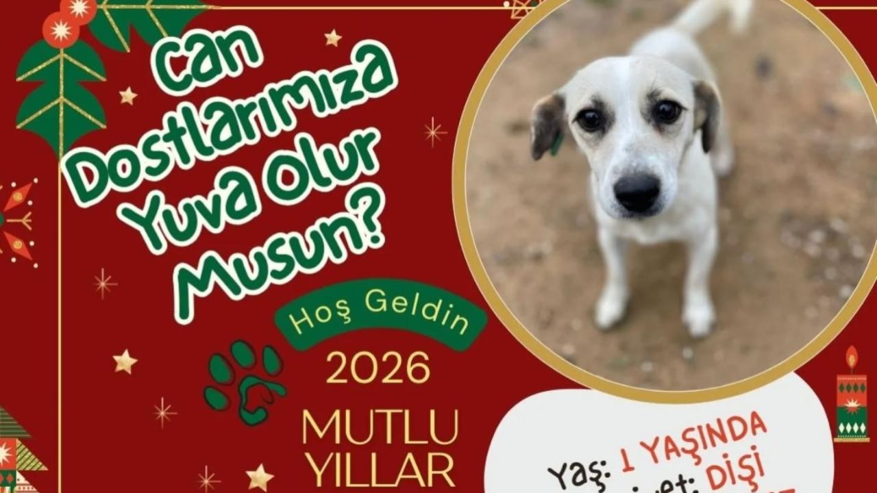 Onların Yeni Yıl Dileği Sıcak Bir Yuva! Patili dostlar yeni yuvalarını arıyor