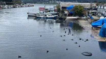 Sarıçay'da Görülmeye Başladılar: Parlak Siyah Tüyleriyle Karabataklar Vatandaşın İlgisini Çekti!