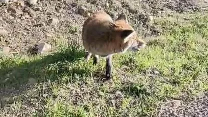 Tarihi Yarımada’da Herkes Onu Konuşuyor! Yol Kenarında Sizi Bekliyor Olabilir...