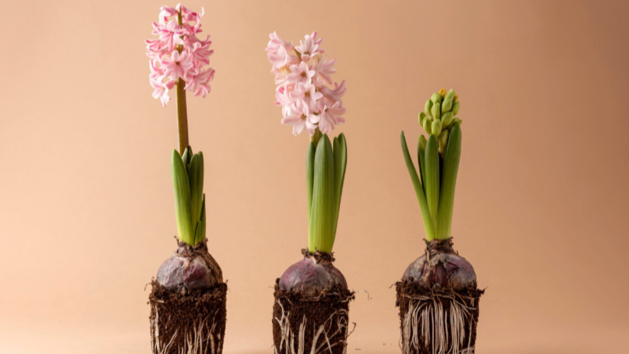 Tarım ve Orman Bakanlığı&#039;ndan Doğal Çiçek Soğanları İhracatına Sıkı Düzenleme: 2026 Listesi Yayımlandı!