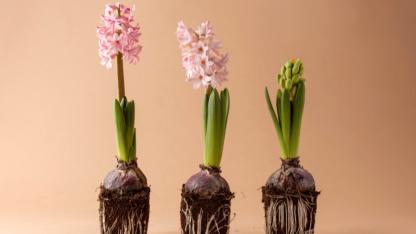 Tarım ve Orman Bakanlığı'ndan Doğal Çiçek Soğanları İhracatına Sıkı Düzenleme: 2026 Listesi Yayımlandı!