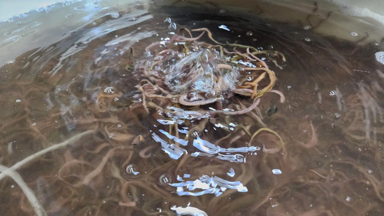 Türkiye&#039;de Tek: Çanakkale Ayvacık&#039;ta Kurulan Deniz Solucanı Tesisinin Yıllık Üretim Kapasitesi Şaşırttı!