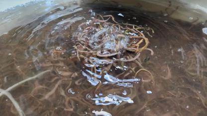 Türkiye'de Tek: Çanakkale Ayvacık'ta Kurulan Deniz Solucanı Tesisinin Yıllık Üretim Kapasitesi Şaşırttı!