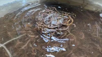 Türkiye'de Tek: Çanakkale Ayvacık'ta Kurulan Deniz Solucanı Tesisinin Yıllık Üretim Kapasitesi Şaşırttı!