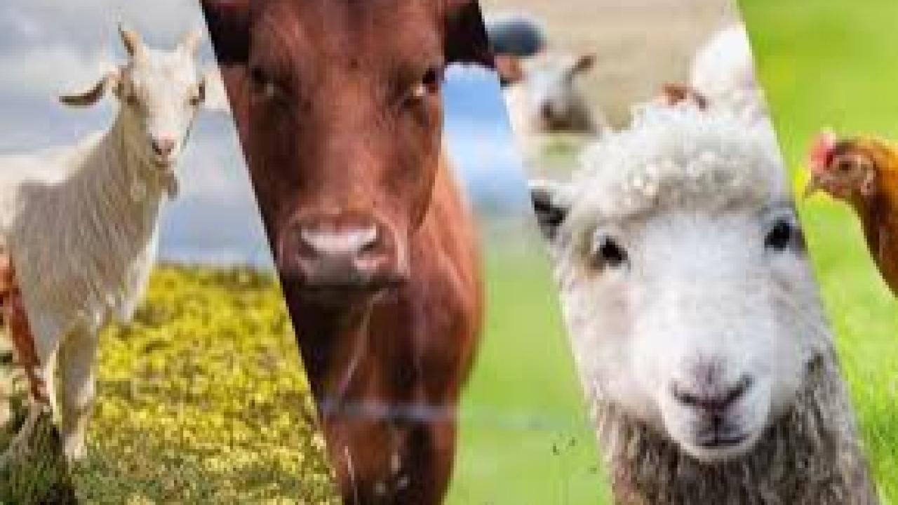 Üreticiyi Rahatlatan Karar! Sözleşme Fesih Başvuru Süresi 30 GÜNE Çıktı ve Hayvancılık Örgütleri Yetkilendirildi.