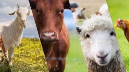 Üreticiyi Rahatlatan Karar! Sözleşme Fesih Başvuru Süresi 30 GÜNE Çıktı ve Hayvancılık Örgütleri Yetkilendirildi.