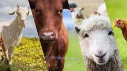 Üreticiyi Rahatlatan Karar! Sözleşme Fesih Başvuru Süresi 30 GÜNE Çıktı ve Hayvancılık Örgütleri Yetkilendirildi.