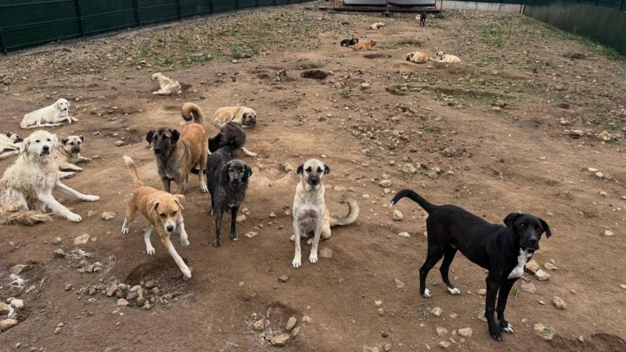 Vali Toraman Onayladı: Çanakkale Hayvan Barınağı 7/24 canlı izlenecek!