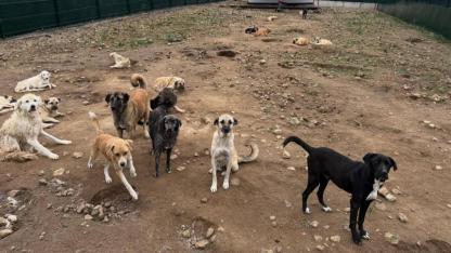 Vali Toraman Onayladı: Çanakkale Hayvan Barınağı 7/24 canlı izlenecek!