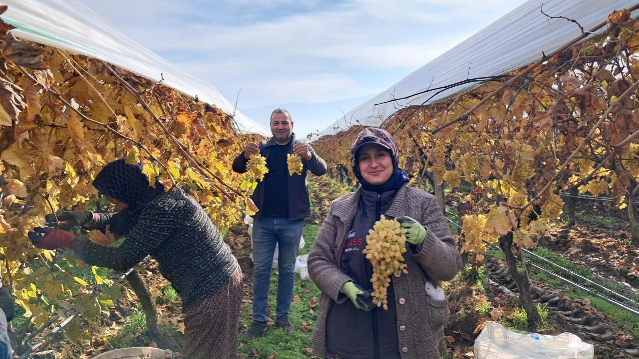 Yılbaşı Sofralarının Yeni Yıldızı: Sarıgöl’den Mucizevi Hasat Başladı