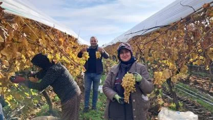 Yılbaşı Sofralarının Yeni Yıldızı: Sarıgöl’den Mucizevi Hasat Başladı