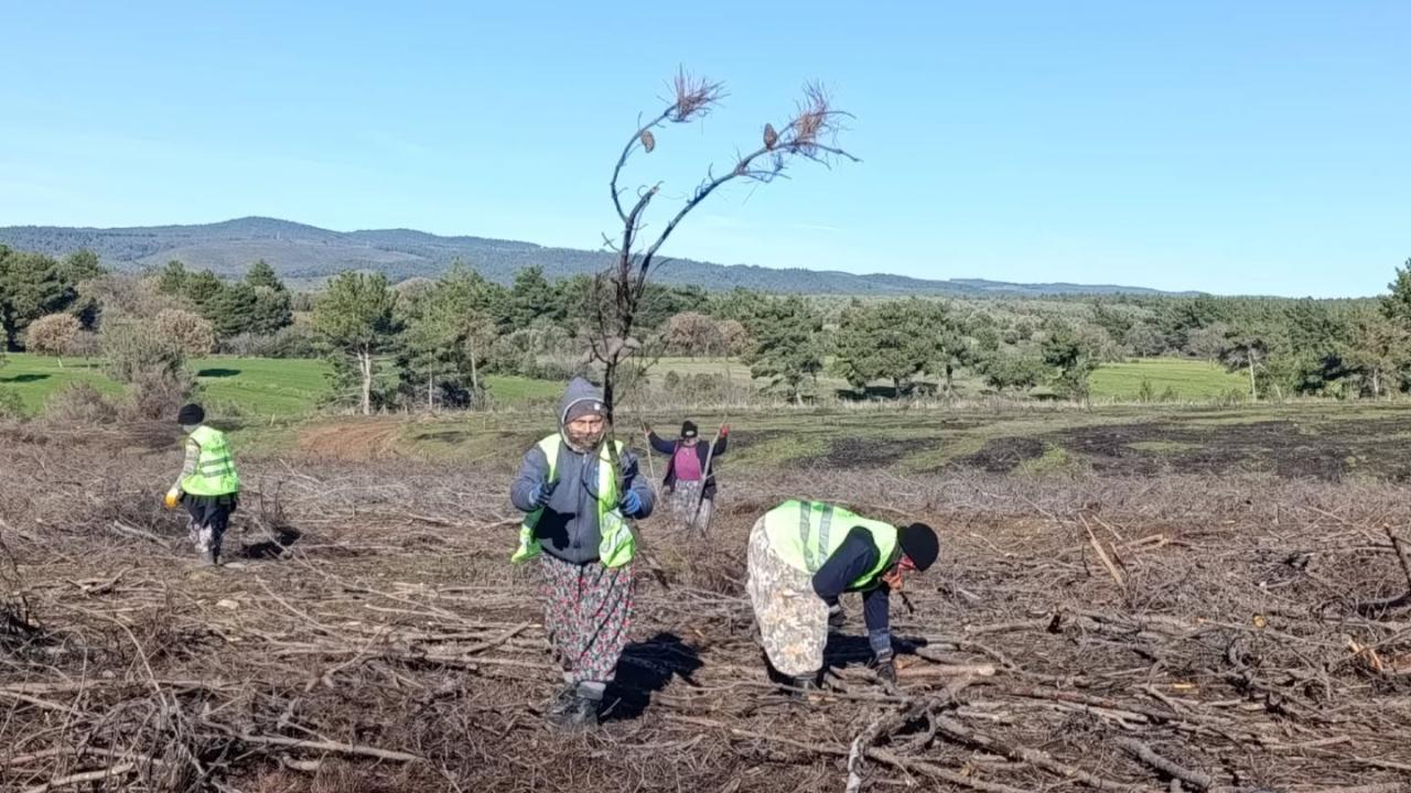 Bayramiç ormanları doğal döngüsüyle yeniden yeşeriyor