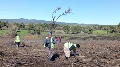 Bayramiç ormanları doğal döngüsüyle yeniden yeşeriyor