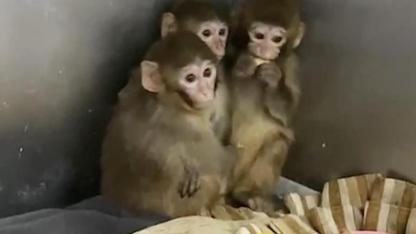 Bursa’da Kaçak Maymun Operasyonu: 3 Makak Maymunu Koruma Altına Alındı