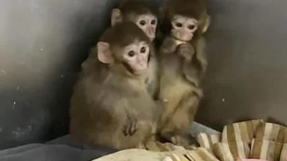 Bursa’da Kaçak Maymun Operasyonu: 3 Makak Maymunu Koruma Altına Alındı