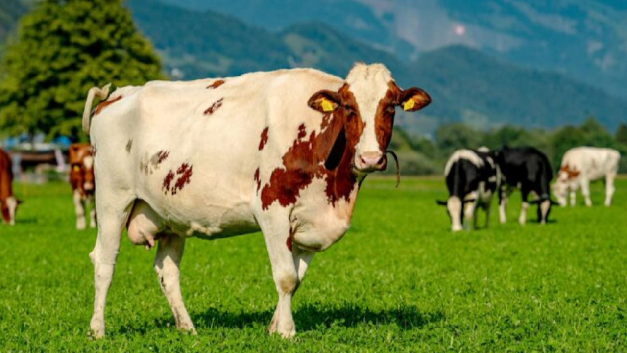 Çanakkale'de 29 köyde şap karantinası sona erdi