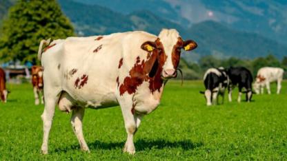 Çanakkale'de 29 köyde şap karantinası sona erdi