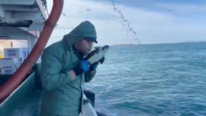 Çanakkale'de Balıkçı Ağında Sürpriz Misafir: Öptü, Kokladı, Denize Saldı!