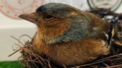 Çanakkale’de Bitkin Bulunan İspinoz Kuşu Tedavi Edilerek Doğaya Salındı