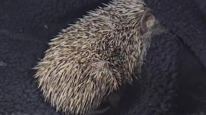 Çanakkale'de Kalpleri Isıtan Kareler! Bitkin Halde Bulunan Kirpi Özgürlüğüne Kavuştu