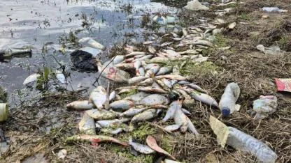 Eyüpsultan'daki Gölette Yosun Patlaması: Kıyıya Ölü Balıklar Vurdu