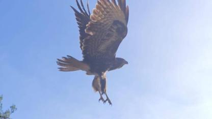 Kanat Sesleri Yeniden Duyuldu! 10 Günlük Yaşam Mücadelesini Kazanan Doğan ve Martı Özgürlüğe Uçtu