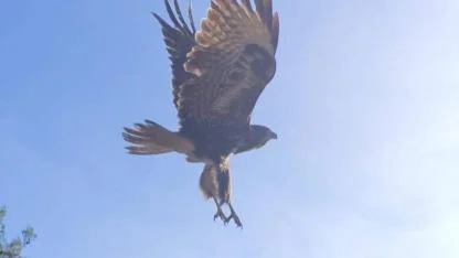 Kanat Sesleri Yeniden Duyuldu! 10 Günlük Yaşam Mücadelesini Kazanan Doğan ve Martı Özgürlüğe Uçtu