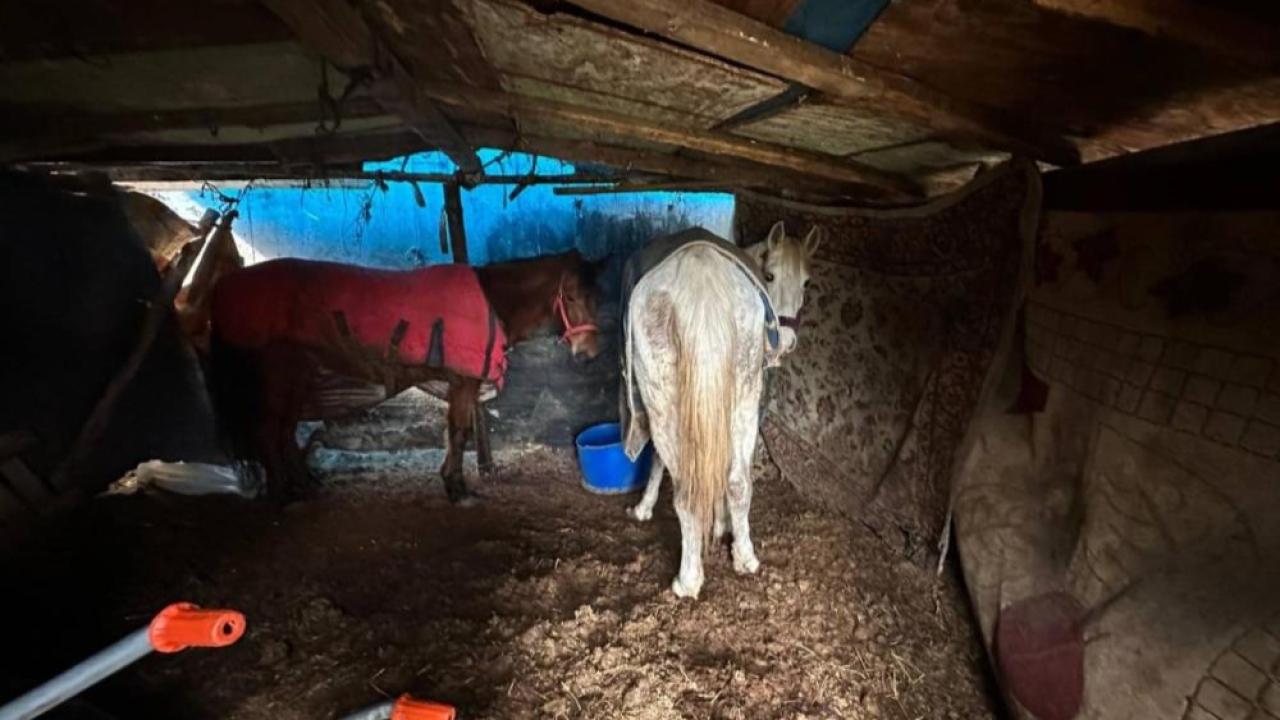 Kemiklerin İzini Süren Jandarma "At Kesimhanesini" Buldu: Katliam Son Anda Durduruldu!