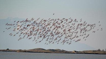 Küresel Sayım Tamamlandı: Çanakkale’nin Sulak Alanlarında Kuş Nüfusu Ne Durumda?