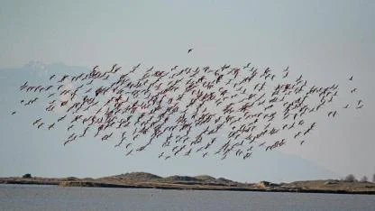 Küresel Sayım Tamamlandı: Çanakkale’nin Sulak Alanlarında Kuş Nüfusu Ne Durumda?