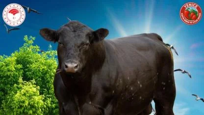 Besiciye Müjde: 2025 Yılı Karkas Desteği Başvuruları Başlıyor