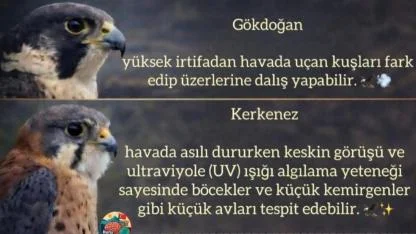 İnsan Gözünden 5 Kat Daha Keskin: Gökyüzünün Avcıları Mercek Altında