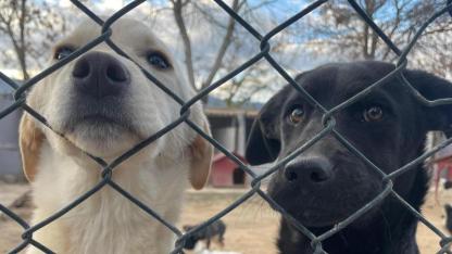 Çanakkale Belediyesi’nden Anlamlı Çağrı: "Satın Almayın, Sahiplenin"